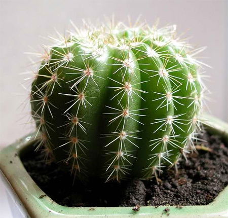 Кристина Петрова