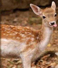 Евгений Жигалкин