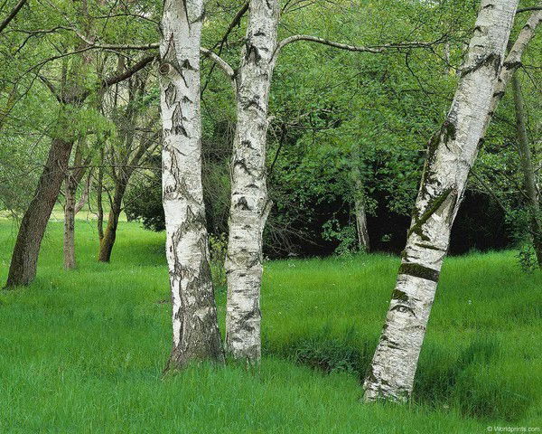 Гулжамал Базарбаева