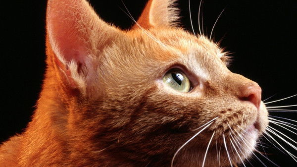 Владимир Эрманс