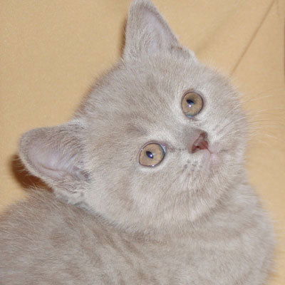 Денис Панин