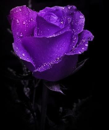 Ольга Розанова