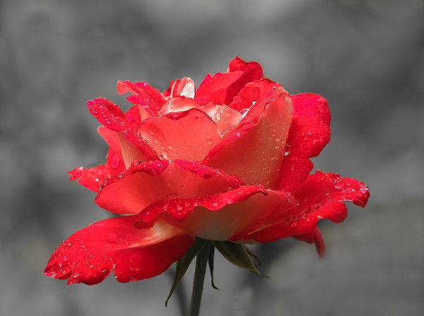 Зухра Гибадуллина