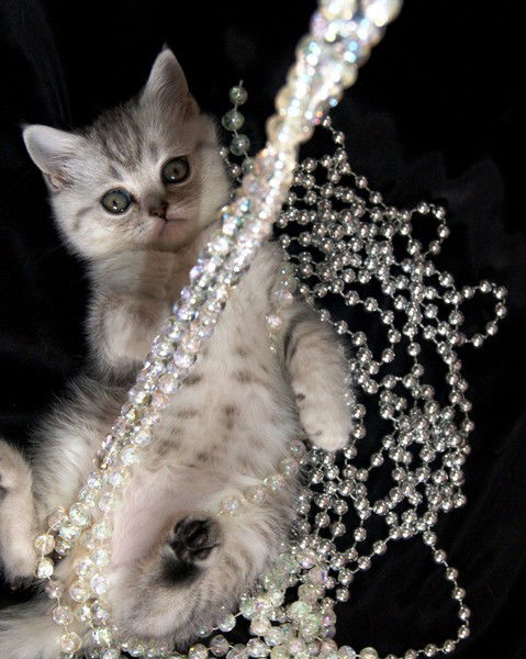 Светлана Клименко