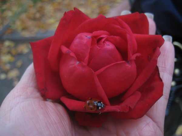 Наталья Рябикова