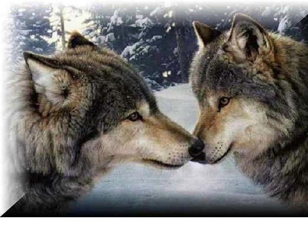 Александр Волк