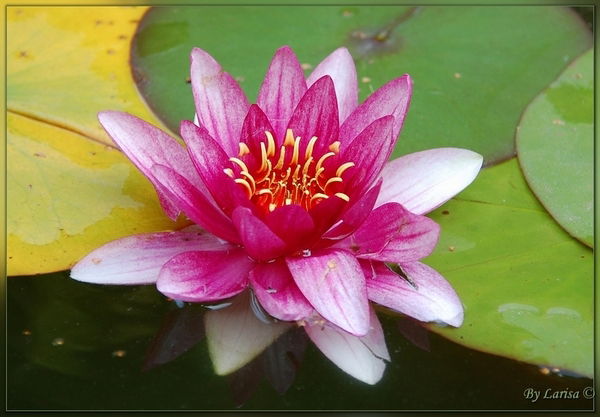 Зейнеп Абдулдабекова