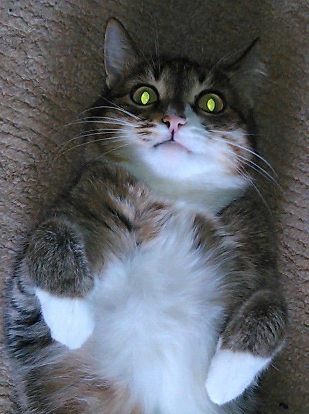 Александр Васильев