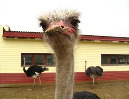 Геннадий Зорин