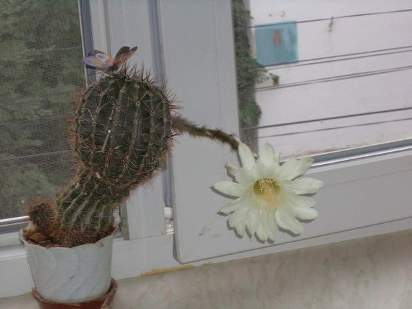 Александр Nnn