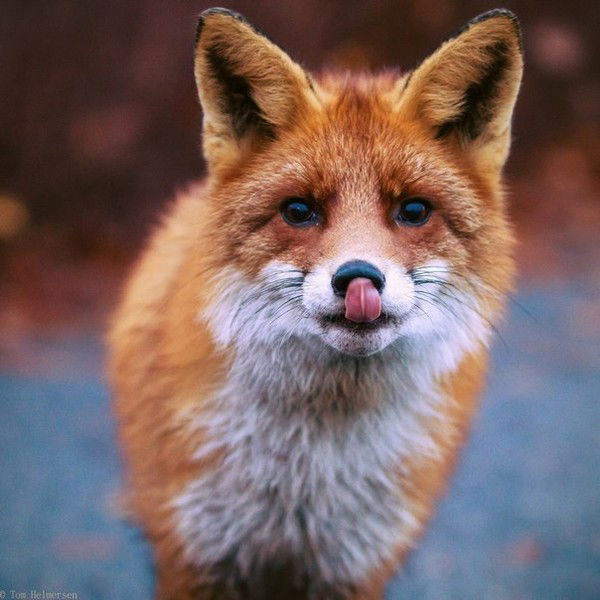 Дарья Котина