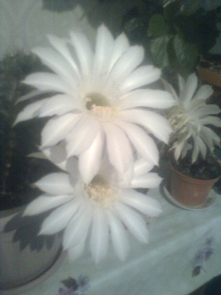 Чинара Кененбаева