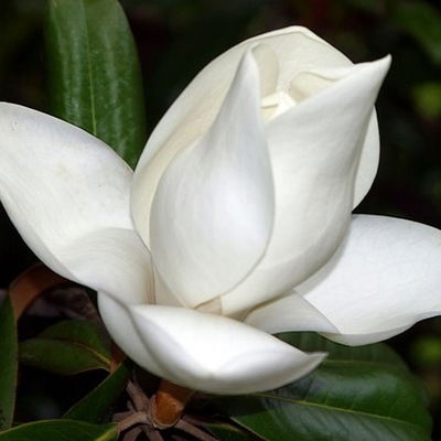 Светлана Филатова