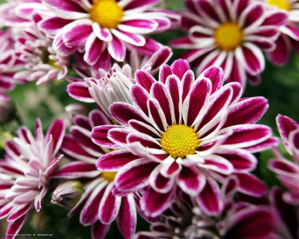 Артём Полищук