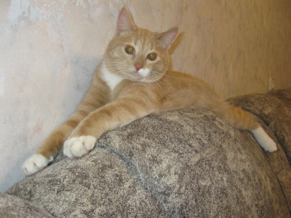 Александр Цуриков