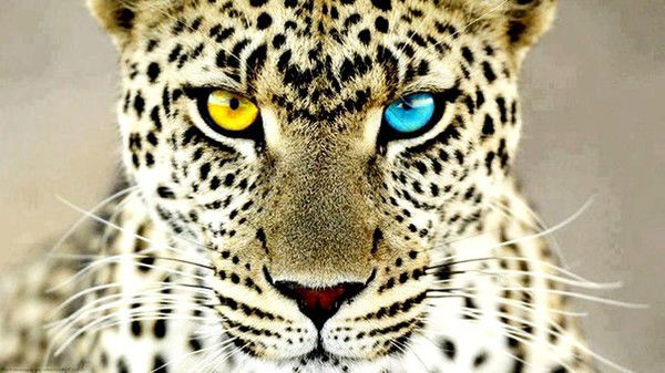 Кощеева Настя