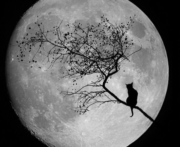 Миха Заболотный