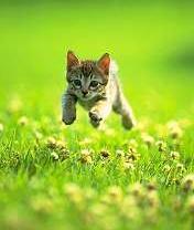 Николай Перетрухин