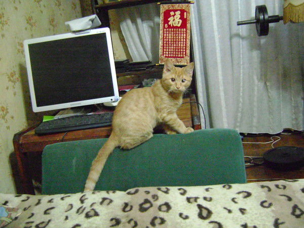 Алла Бурлакова