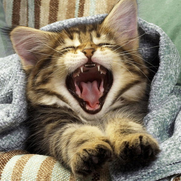 Ксения Халина