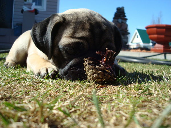 Александр Добролюбов
