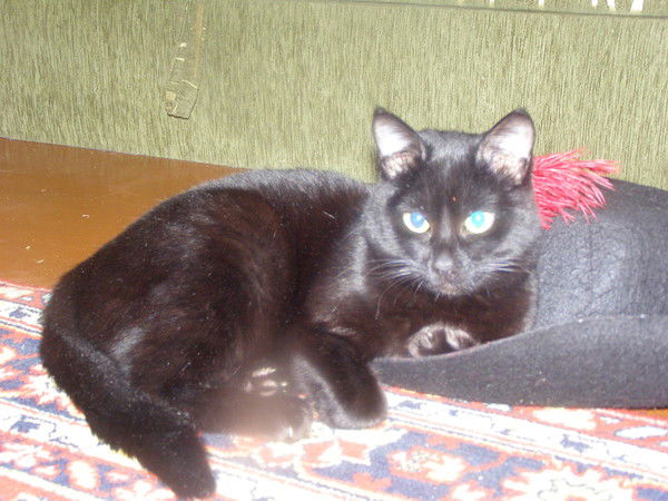 Евгения Абрамович