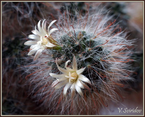 Наташа Максименко