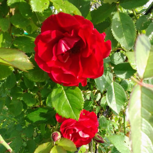 Таня Кузнецова