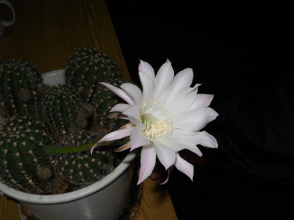 Александр Забродин