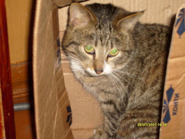 Анна Здрайковская