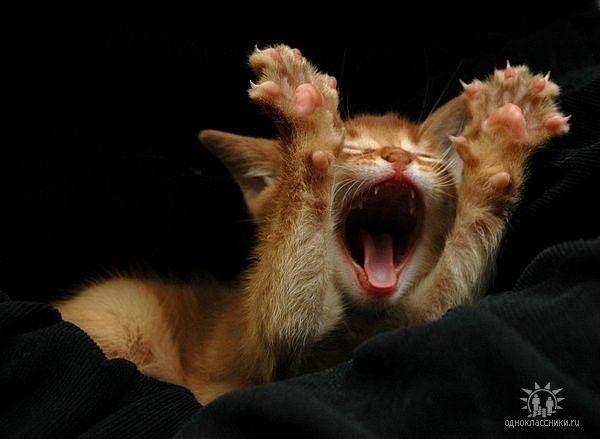 Лариса Коротыч