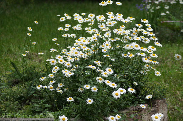 Антонида Гуменюк