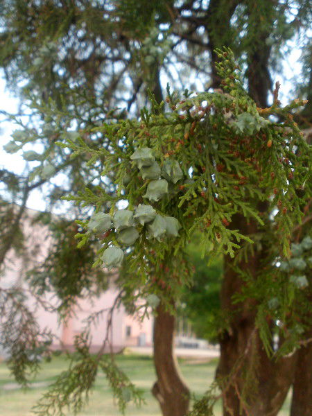 Виктор Крутов