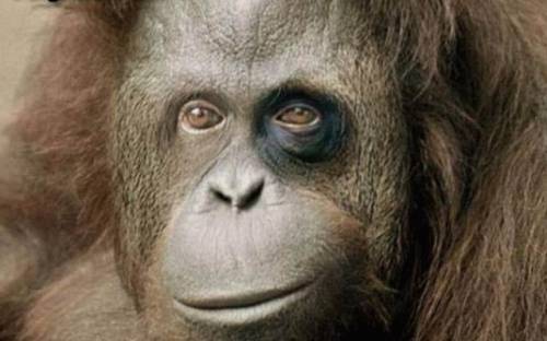 Сергей Самсонов