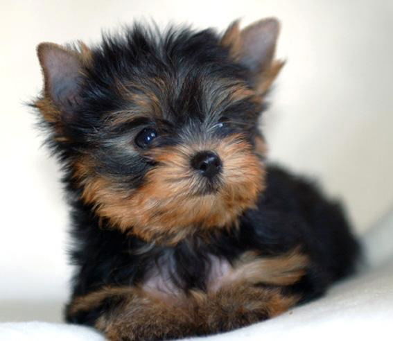 Виктория Александрова