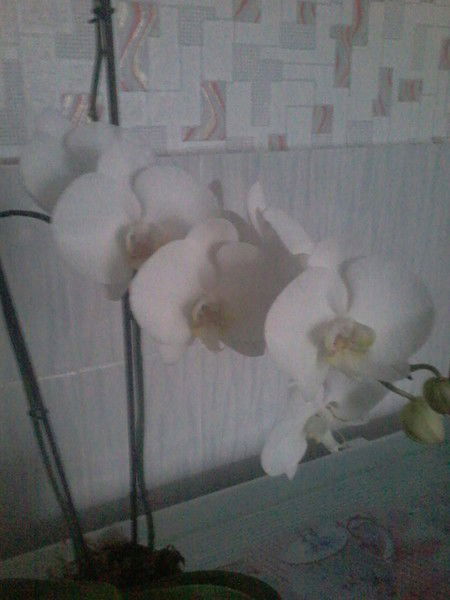 Клара Кабжанова