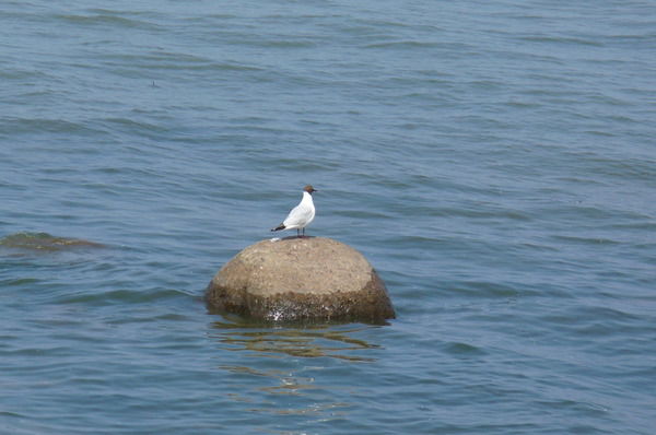 Света Чебатарева