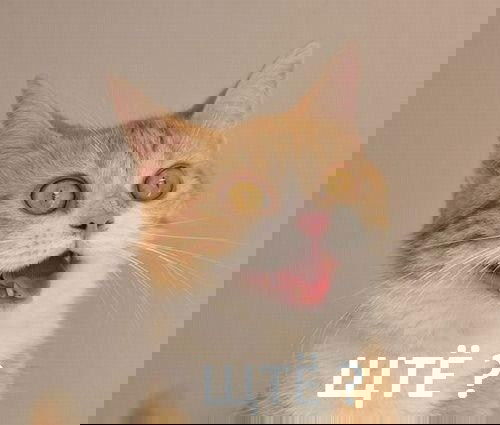 Владимир Полежаев