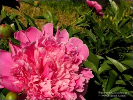 Татьяна Шелепова