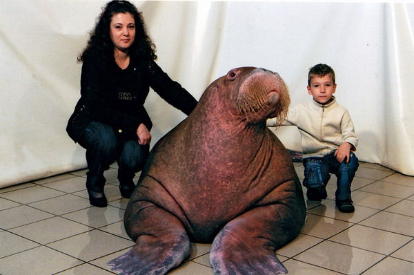 Юлия Чибисова