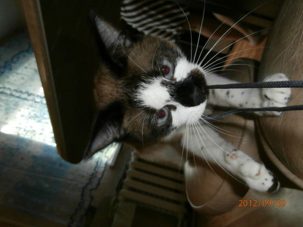 Валера Костенко