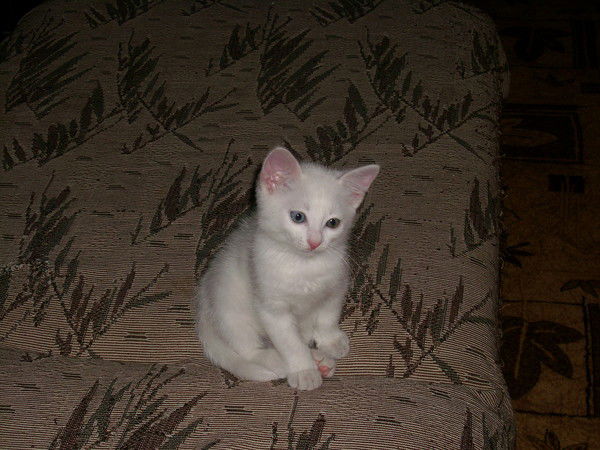 Алена Рожанская