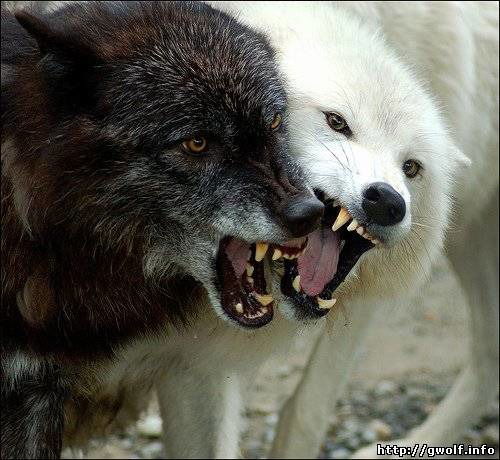 Саша Шалунов