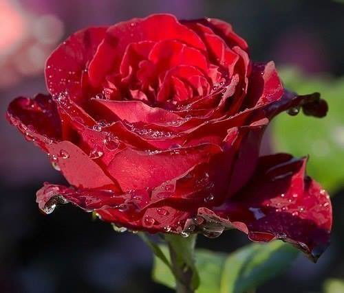 Майрам Мааткеримова