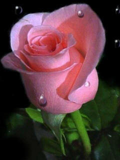 Жанат Тулембаева