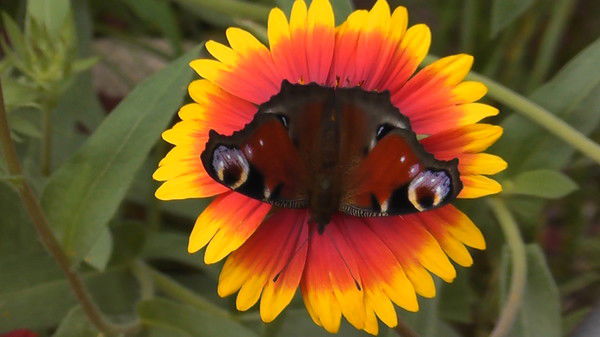 Светлана Сидорова