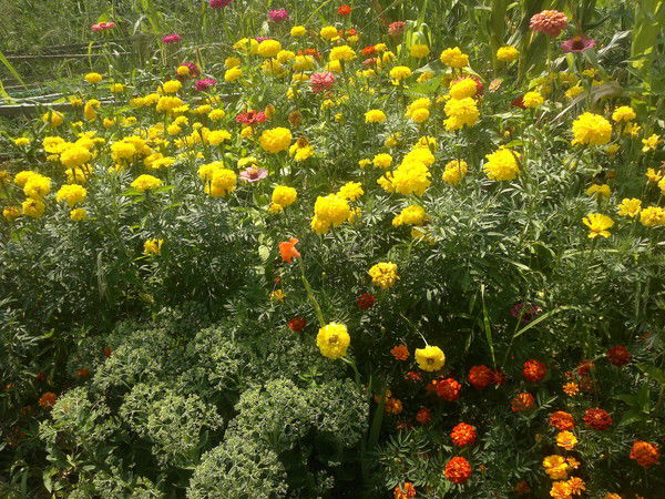 Елена Ворошилова