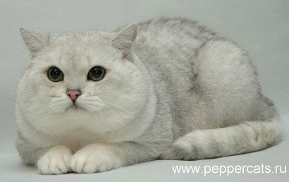 Елена Трофимова