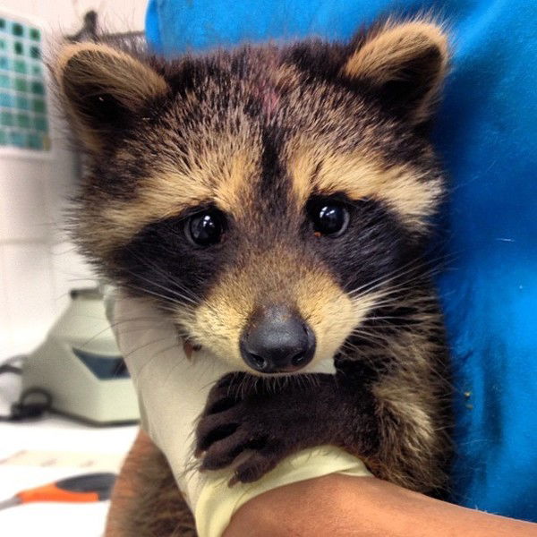 Андрей Турпитка