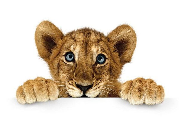 Гошик Иващенко